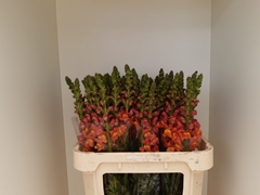 Antirrhinum Potomac Dark Orange 80cm