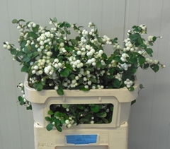 Symphoricarpos Magical Bright Fantasy 70cm