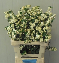 Symphoricarpos Magical Lemon And Lime 60cm