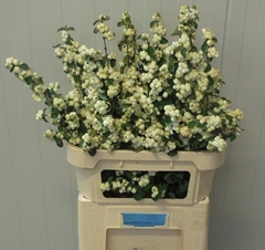 Symphoricarpos Magical Lemon And Lime 80cm