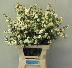 Symphoricarpos Magical Lemon And Lime 70cm