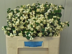 Symphoricarpos Magical Lemon And Lime 50cm