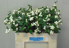 Symphoricarpos Magical Bright Fantasy 50cm