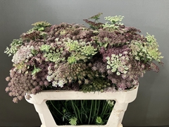 Daucus Carota Dara 80cm