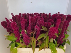 Amaranthus Cruentus Red Cathedral 75cm