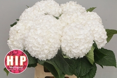Hydrangea Cannonball 60cm 16-18cm Hd