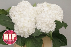 Hydrangea Cannonball 40cm 12-14cm Hd