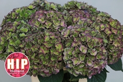 Hydrangea Rodeo Red Classic 60cm 20-22cm Hd