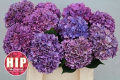 Hydrangea Rodeo Red Classic 40cm 11-13cm Hd