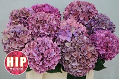 Hydrangea Rodeo Red Classic 40cm 11-13cm Hd