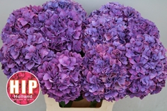 Hydrangea Rodeo Red Classic 60cm 16-18cm Hd