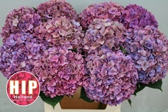 Hydrangea Rodeo Red Classic 80cm 18-20cm Hd