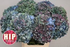Hydrangea Pimpernel Classic 60cm 18-20cm Hd