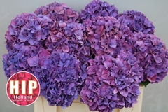 Hydrangea Rodeo Red Classic 50cm 14-16cm Hd