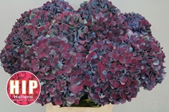 Hydrangea Pimpernel Classic 60cm 18-20cm Hd