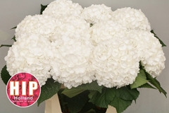 Hydrangea Cannonball 80cm 18-20cm Hd
