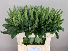 Amaranthus Green Thumb 70cm