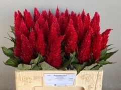 Celosia Century Red 55cm