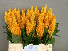 Celosia Century Yellow 60cm