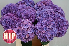 Hydrangea Rodeo Red Classic 80cm 18-20cm Hd