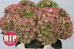 Hydrangea Rodeo Red Classic 60cm 20-22cm Hd