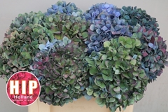 Hydrangea Pimpernel Classic 50cm 16-18cm Hd