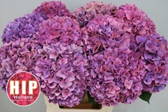 Hydrangea Rodeo Red Classic 60cm 16-18cm Hd