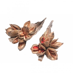 Dried Articles Sororoca Penca 35cm