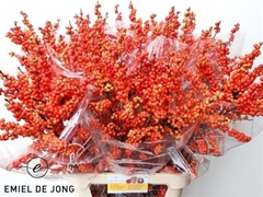 Ilex Verticillata Oudijk's Orange 100cm