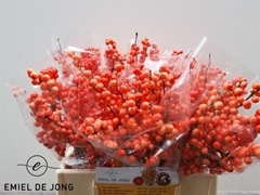 Ilex Verticillata Oudijk's Orange 40cm