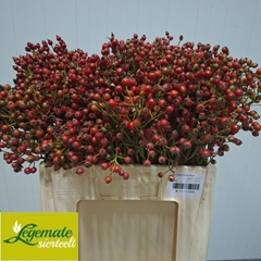 Rosa Magical Passoa 60cm