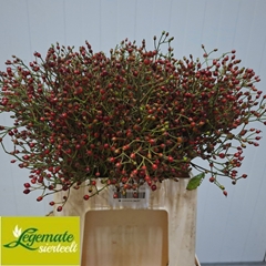 Rosa Magical Red Cascade 40cm