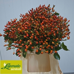 Rosa Magical Miracle 45cm