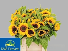 Helianthus Sunrich Orange 60cm 12cm Hd