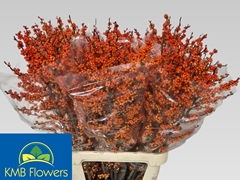 Ilex Verticillata Winter Gold 100cm