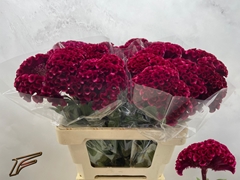 Celosia Argentea Merlot Magic 56cm