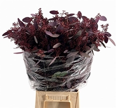 Eucalyptus Populus Painted Red Berry Per Bunch 60cm 300gr.