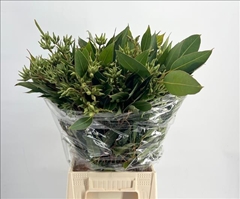 Eucalyptus Robusta Juveniel 70cm 300gr.