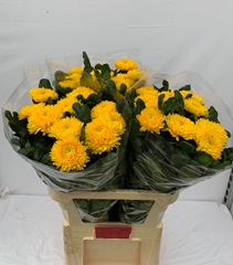 Chrysanth Single Migoli 80cm 145gr.