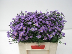 Aster Cassandra 55cm 20gr.