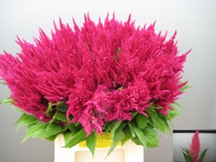 Celosia Royal Pink 50cm