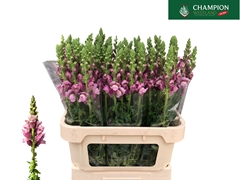 Antirrhinum Potomac Lavender 80cm
