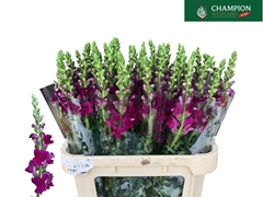 Antirrhinum Toulon Purple 80cm