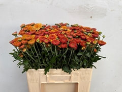Chrysanth Spray Bella 55cm 60gr.