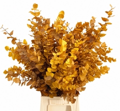 Eucalyptus Stuartiana Yellow Per Bunch 70cm