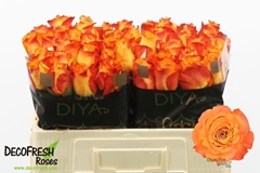 Rosa Diya's Fire 50cm