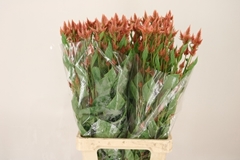 Celosia Celway Salmon 75cm