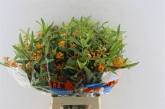 Asclepias Tuberosa 60cm