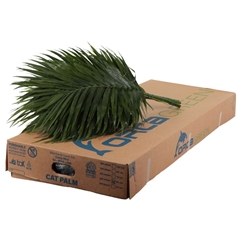 Chamaedorea Catpalm Orca Per Bunch 60cm