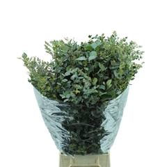 Eucalyptus Gunnii Per Bunch 70cm 300gr.